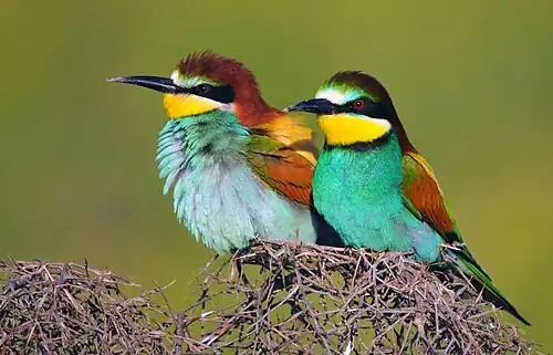 A pair of Turkish bee-eaters