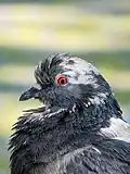 Columba livia