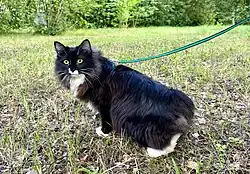 Kurilian Bobtail on a walk. These cats love to walk. The photo shows a half-long-haired black and white cat