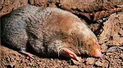 Brown mole