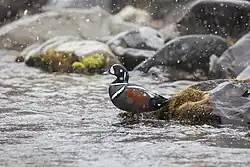 Утка_каменушка_на_р._Карымчина