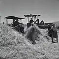 Arab labourers threshing, Menahemia, 1947