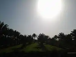 Orchard in Al Tarmia District