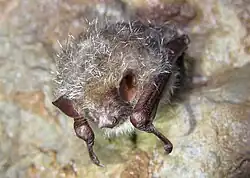 A photograph of a tube-nosed bat hanging upside-down. It is silver and small.