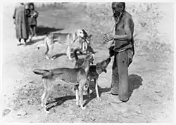 亜細亜大観 04 143 "蒙古犬".jpg