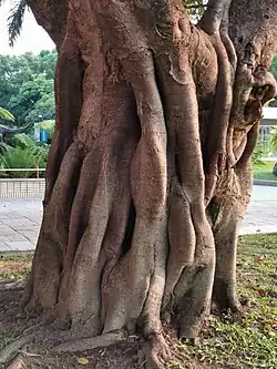 Tree trunk with many aerial roots