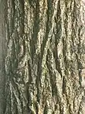 Bark of mature tree, Korea