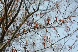 Flowers emerge before leaves
