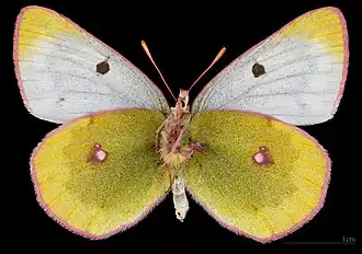 Colias phicomone ♂ △