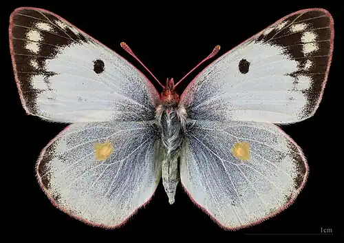 Colias hyale, female