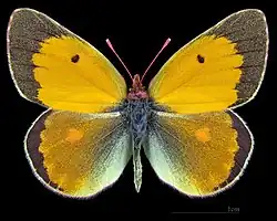 Colias myrmidone ♂