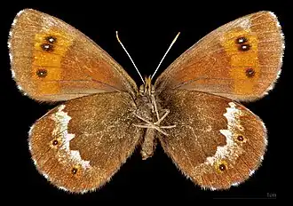 Erebia ligea ligea ♀ △