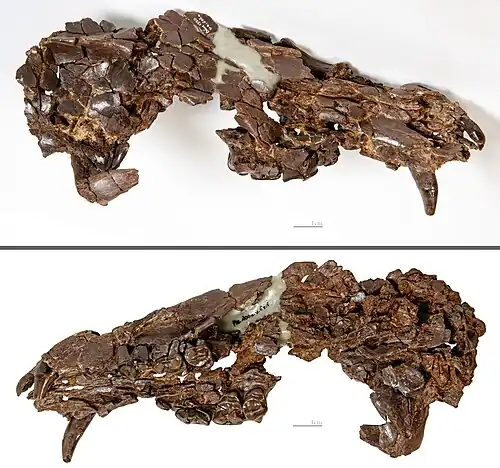 Skull Montréal-du-Gers - MHNT