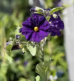 Lycianthes rantonnetii 'royal robe'