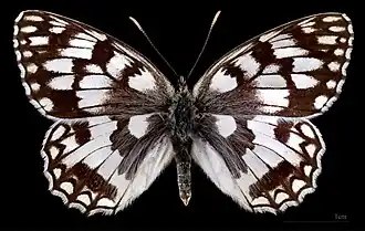 Melanargia russiae japygia ♀