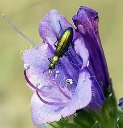 Psilothrix viridicoerulea