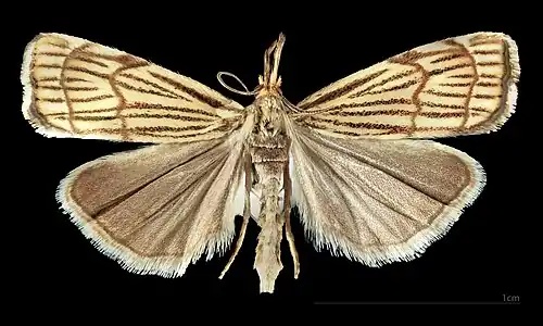 Thisanotia chrysonuchella ♀