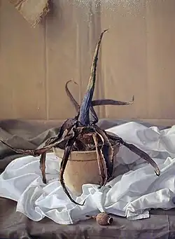 Still Life with Cactus, 1997, oil painting on panel, 60x45 cm, 1997