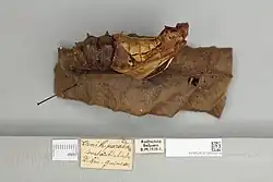 Ornithoptera paradisea pupa, lateral view