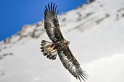 A golden eagle in flight
