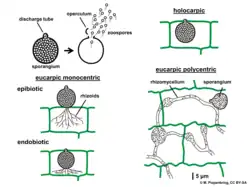 Line drawing diagram of the five major classifications of chytrid thalli displayed in two columns. At the top of the left column is a diagram of a eucarpic, monocentric chytrid thallus before and after zoospore discharge. Below is a diagram of an epibiotic chytrid, followed by a diagram of an endobiotic chytrid. At the top of the right column is a diagram of a holocarpic chytrid thallus. Below that is a diagram of a eucarpic polycentric chytrid thallus.