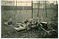 Postcard of the 1 Königlich Sächsische Maschinengewehr-Abteilung Nr. 12 (Royal Saxon Machine Gun Detachment No. 12) with an MG 01 in Dresden, 1908.
