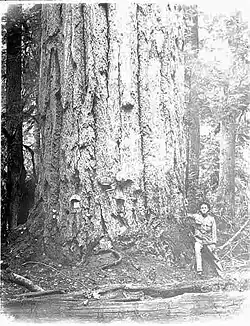 A 14-foot (4.3-meter) diameter fir tree at Mineral City