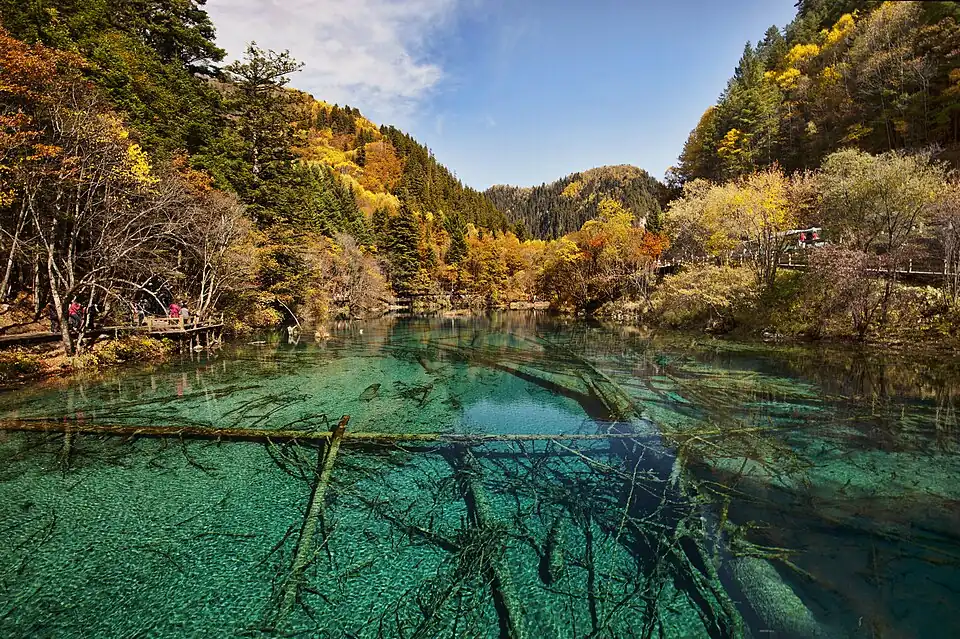 Trees in autumn colours around a blue-water pond with tree trunks inside