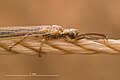 Thorax and head (with club-shaped antenna) of antlion adult
