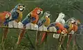 Parrots