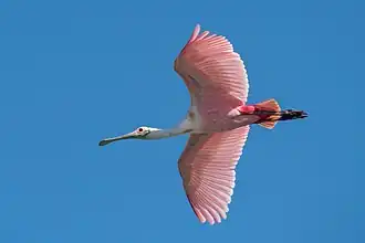 In flight at Sian Ka'an Biosphere Reserve, Mexico