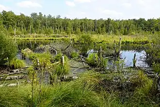 The Grande Pile peat bog in Saint-Germain.