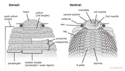 Anterior morphology of A. armata, with details of the head drawn from A. sp. from Montceau-les-Mines