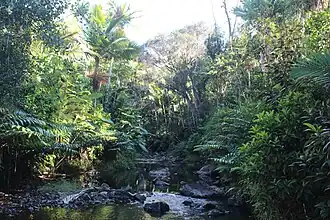 Creek near Charco Azul