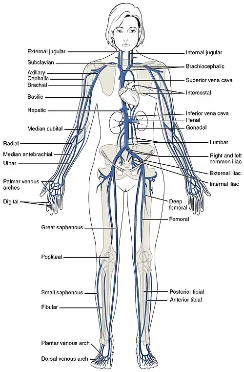 A diagram showing the main veins in the systemic circulation