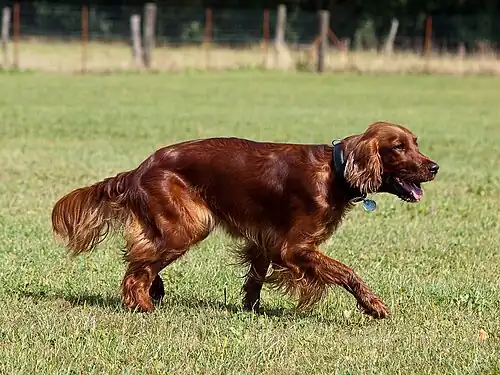 The Irish Setter was bred for hunting.