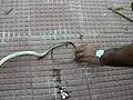 Long tail of oriental rat snake
