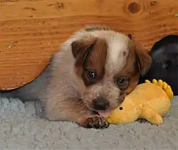 Image 44Australian Cattle Dog puppy (from Puppy)