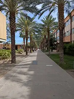 A pedestrian mall on a college campus. Date palms line the mall, about two stories high, spreading a canopy of shade over the mall.
