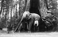 An undated photo from Frank Gowen's Vancouver, 1914–1931, showing an elephant lifting a woman with its trunk, standing inside the tree