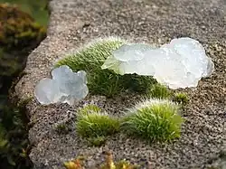image of white translucent jelly sitting on a small clump of moss