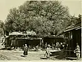 Dense-branched elm, spreading form, Turkestan, c.1900