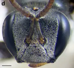 A. australis worker face. Scale bar = 0.25&nbsp;mm