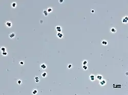 Abditibacterium utsteinense