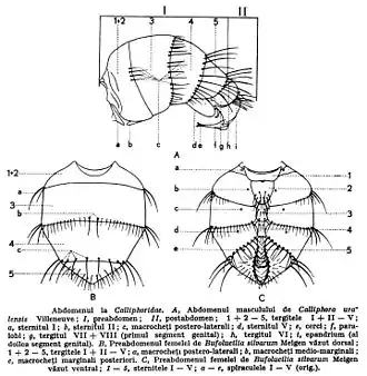 Abdomen of Calliphora