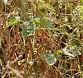 Leaves in Kawal Wildlife Sanctuary, India.
