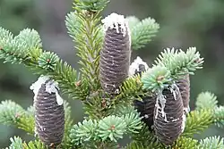 Seed cones with resin oozing out in the Mingan Archipelago, Quebec