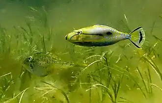 Female (left), male (right)