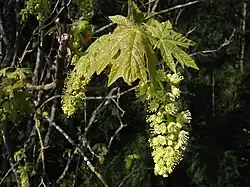 Acer macrophyllum flowers and young leaves
