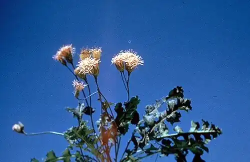 Acourtia runcinata (Nassauvieae)